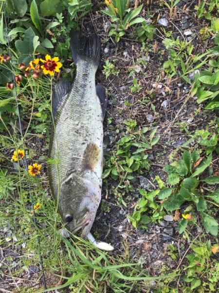 ラパラジョイントでバス！