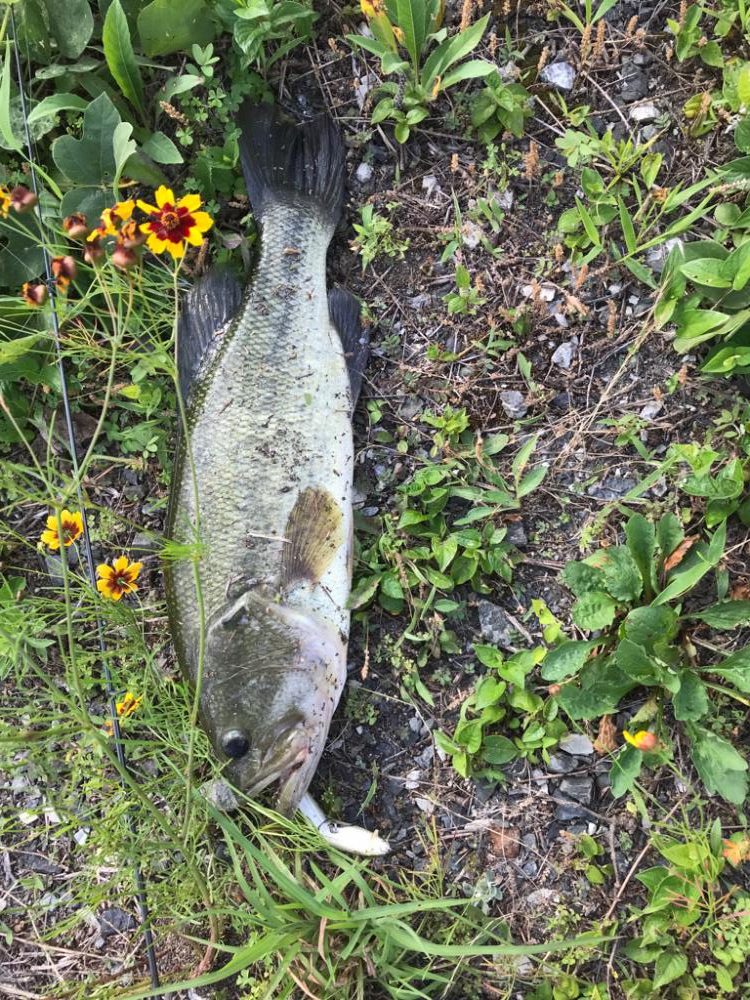 ラパラジョイントでバス！