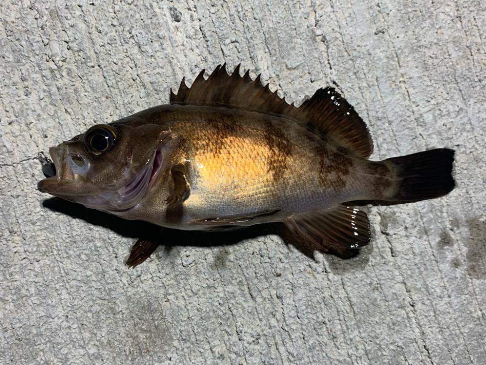 チビメバル運動会