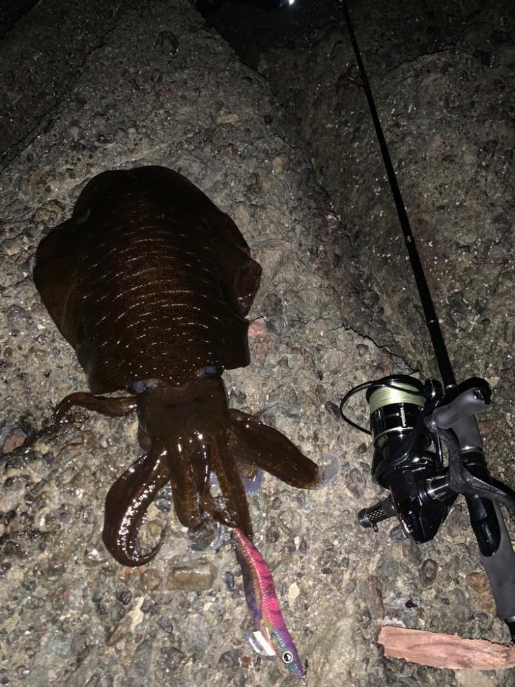 キロアップ捕獲!