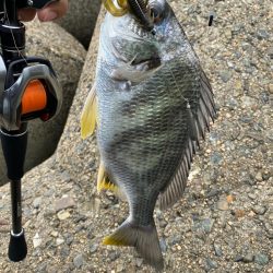 チニング 2日連続