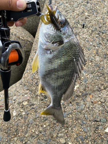 チニング 2日連続