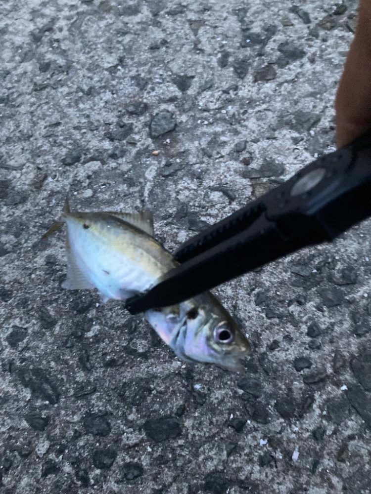 久しぶりのアジ