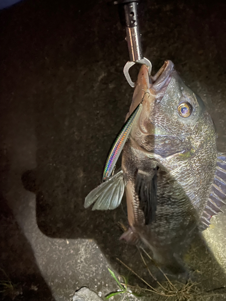 シーバス釣りで安定のチヌ