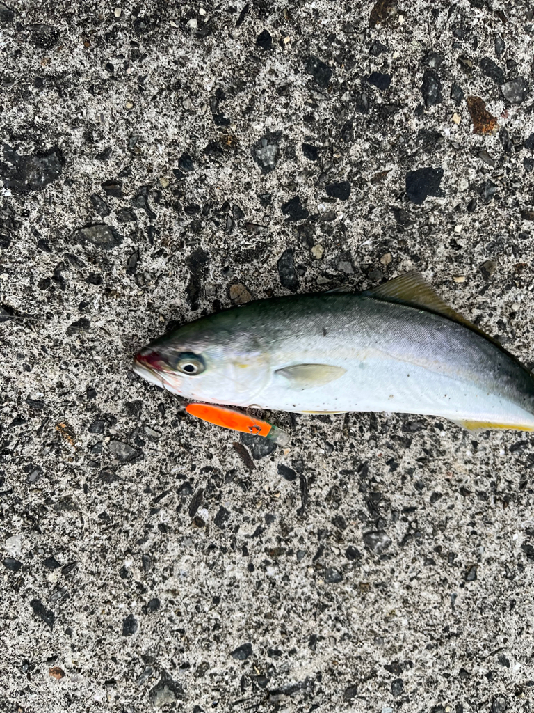 ブリ狙でモジャコに癒される