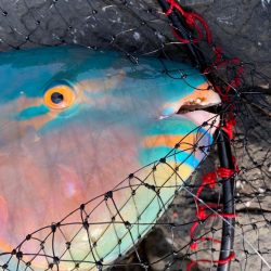 リベンジならず