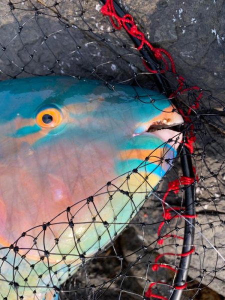 リベンジならず