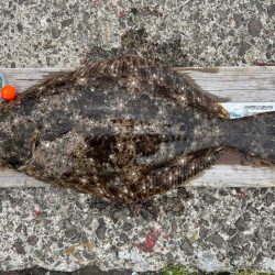 戸賀根太島沖のハナレ