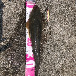 久しぶりのマゴチ