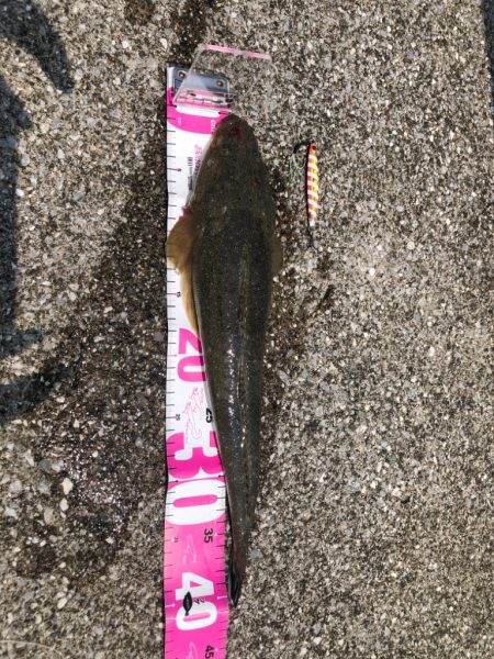 久しぶりのマゴチ