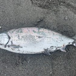 噴火湾！海サクラマス遠征！！