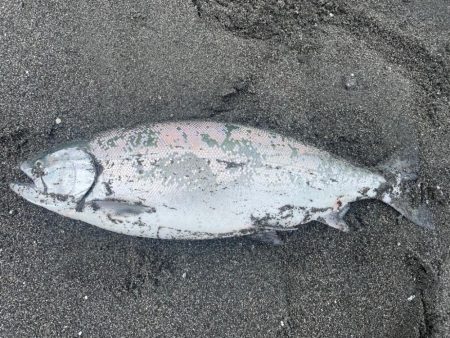 噴火湾！海サクラマス遠征！！