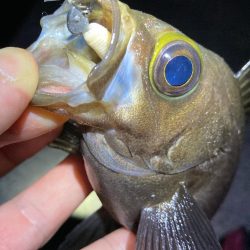 数釣り可能!明石のメバル
