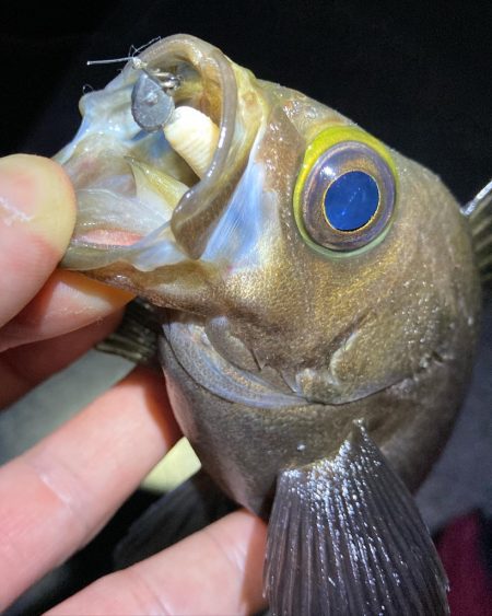 数釣り可能!明石のメバル