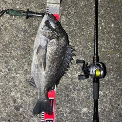 シーバス狙いでチヌゲット