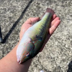 平磯海づり公園での釣り