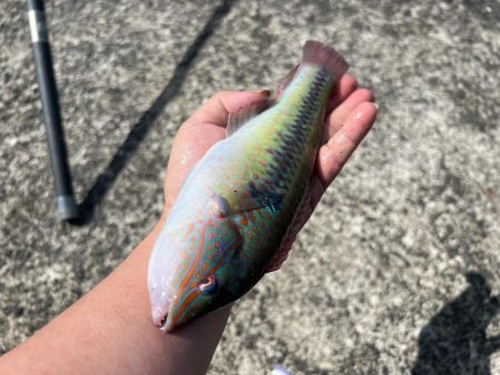 平磯海づり公園での釣り