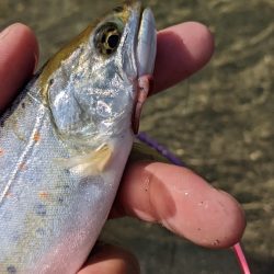 本流アマゴ釣り