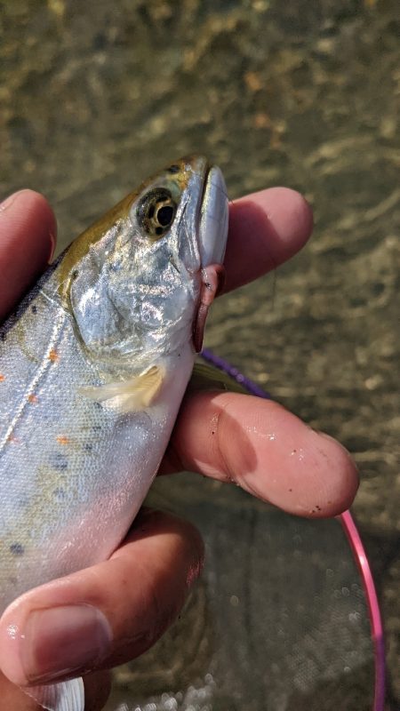 本流アマゴ釣り