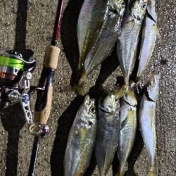 笠岡諸島アジング