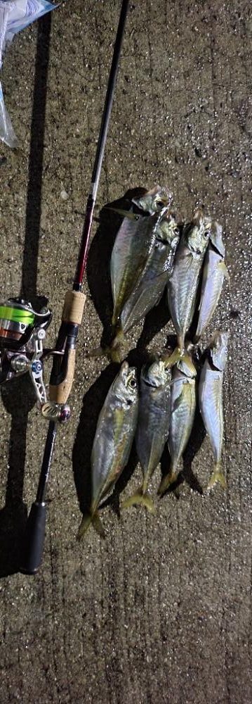 笠岡諸島アジング