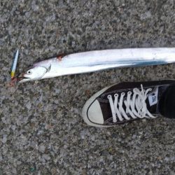 ショアジギングに予定変更