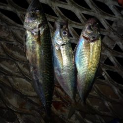 とっとパークかご釣り