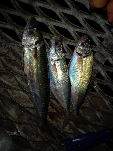 とっとパークかご釣り