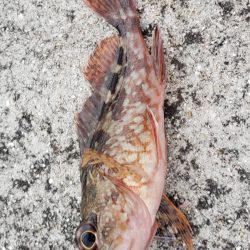 アジ探し@湯浅周辺