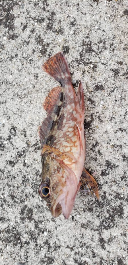 アジ探し@湯浅周辺