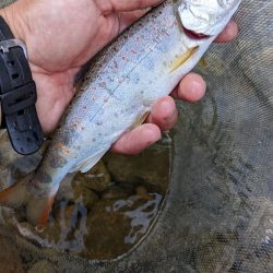 本流アマゴ釣り