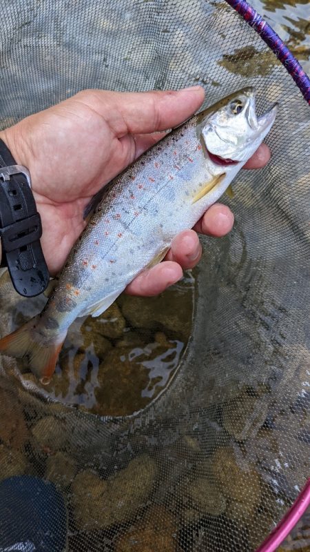本流アマゴ釣り