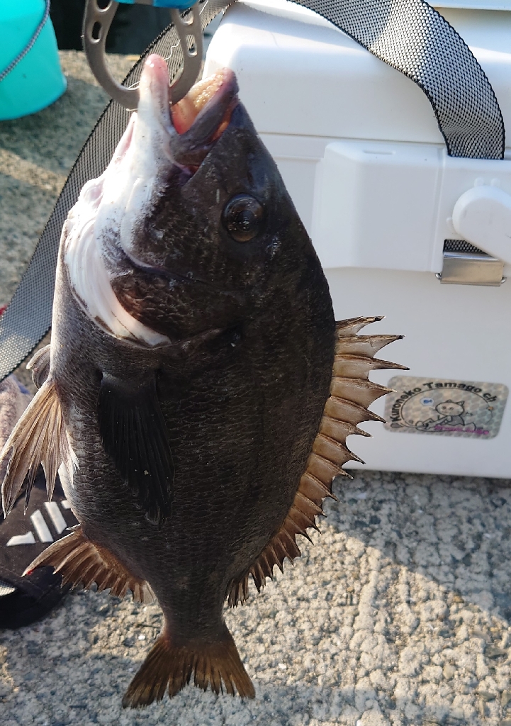 紀州釣りに挑戦