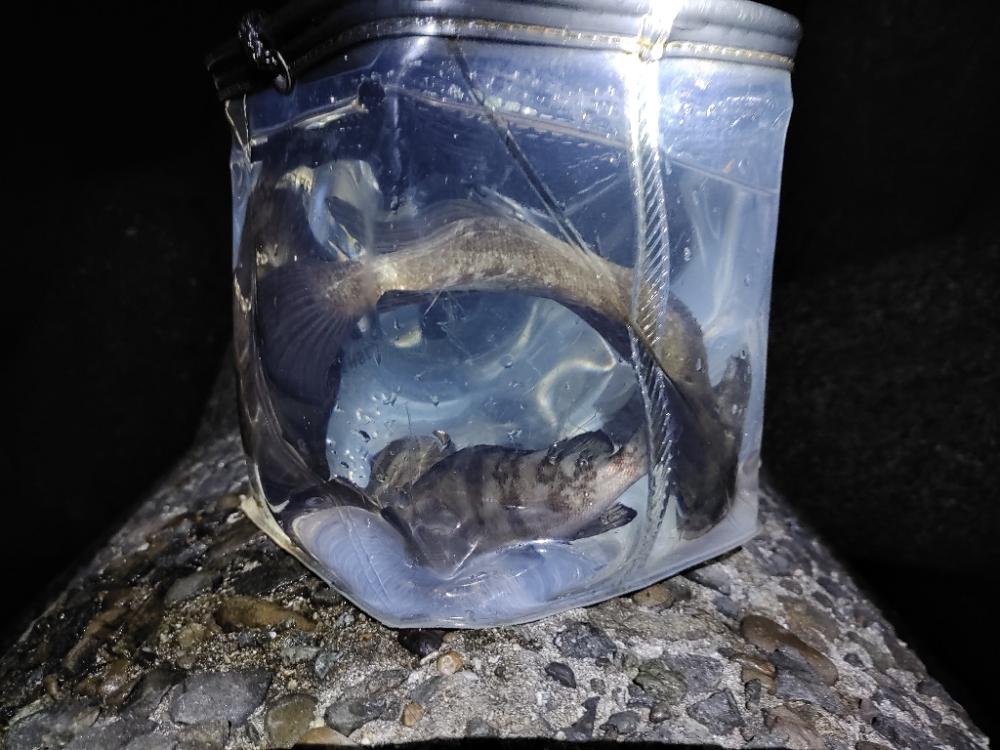 メバリング@樽井