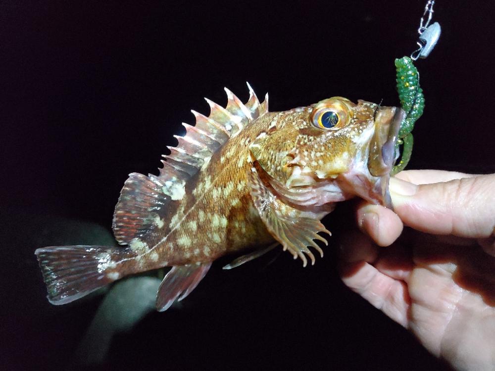 久々のライトゲーム