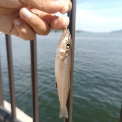 デイチニング開始迄の時間潰しに