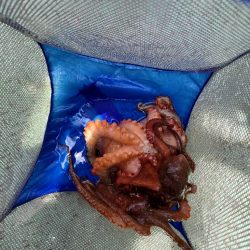 船タコ釣行
