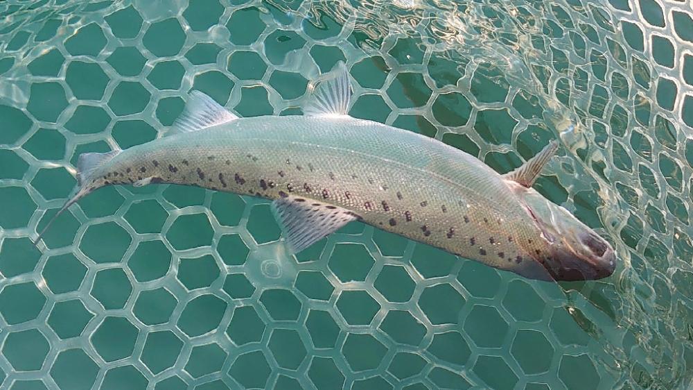 ビワマスジギング