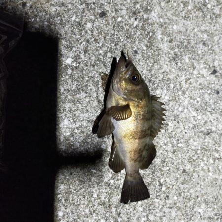 淡路島　波止釣り