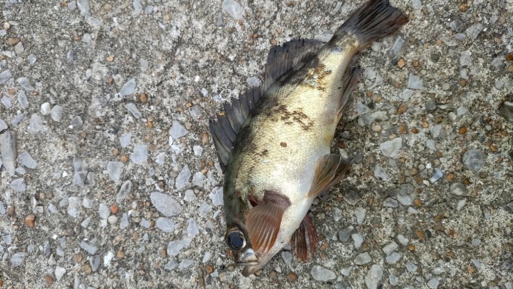 久しぶりの釣行