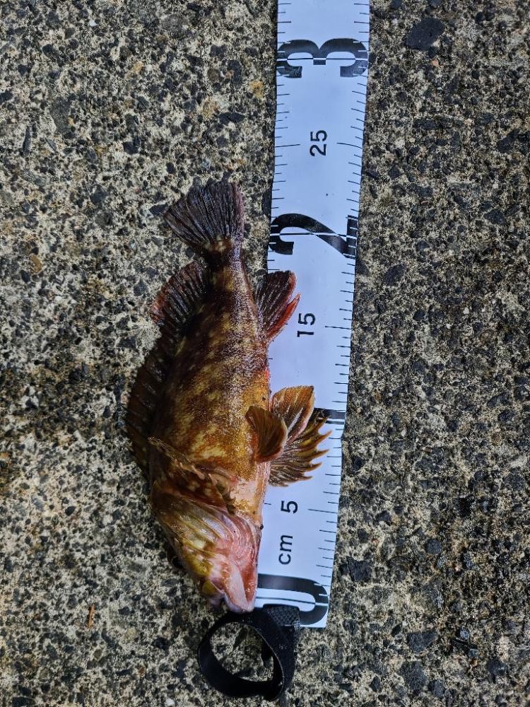 ロックフィッシュ好調!