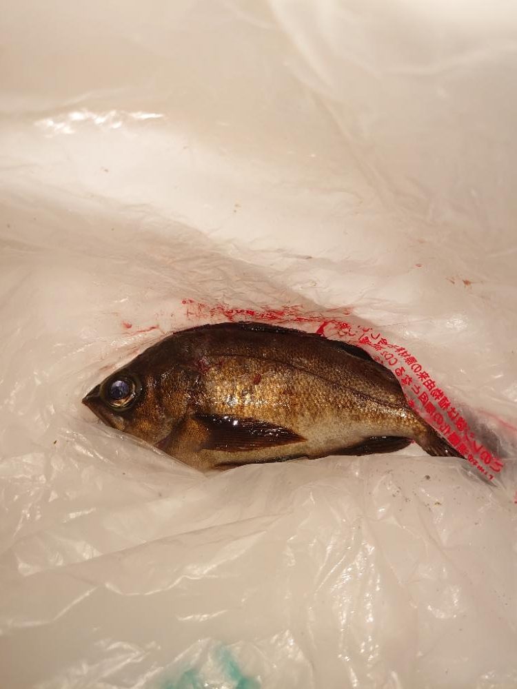 メバリングとタコ