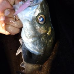 花恋でメバリング