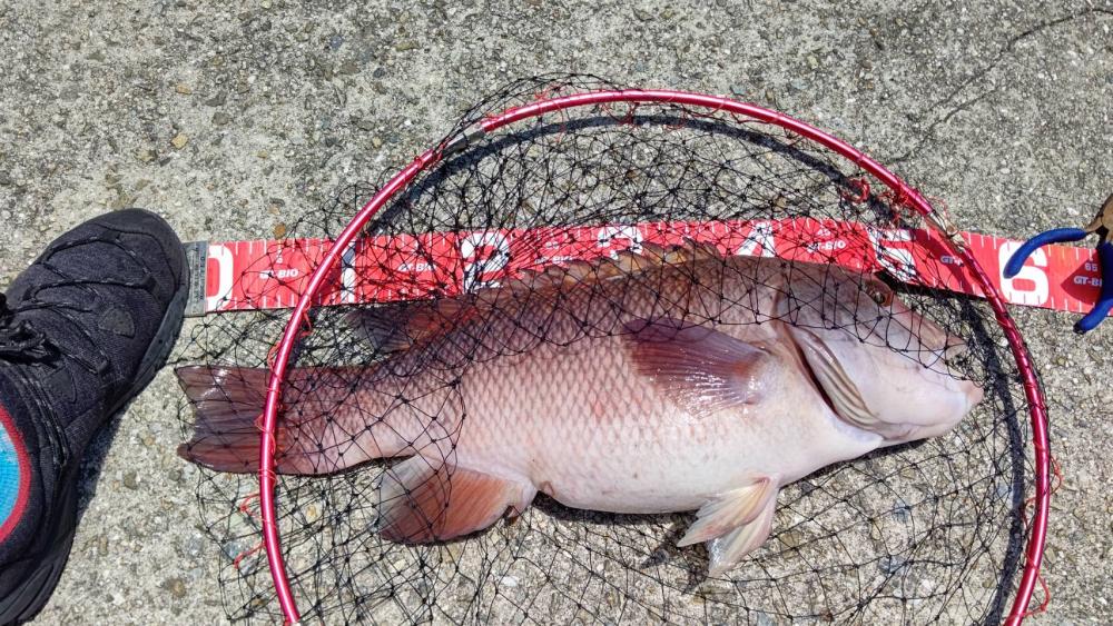 コブダイ釣り(照さんと三男)