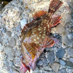 大きいヤツに会いに行く