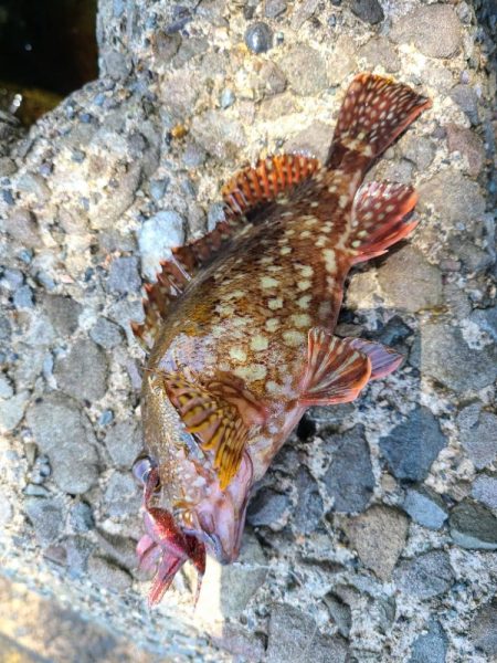 大きいヤツに会いに行く