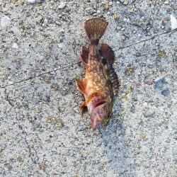 須磨一文字 のんびり半夜釣り