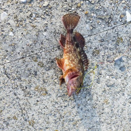 須磨一文字 のんびり半夜釣り