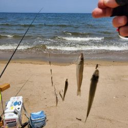 三重県のキス調査