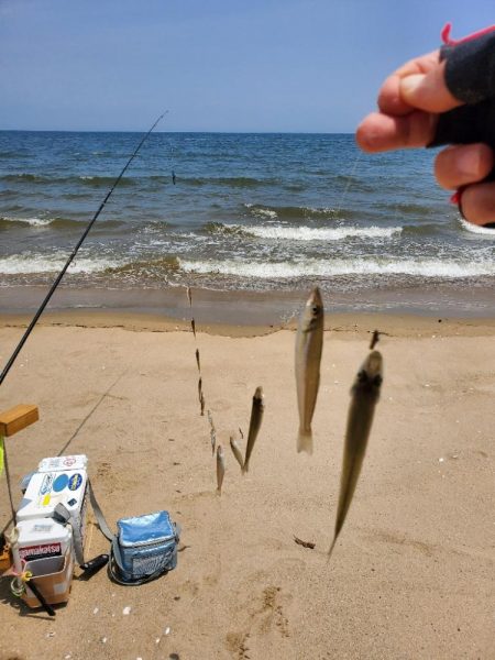 三重県のキス調査